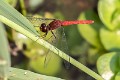 Nannodiplax rubra male-1761